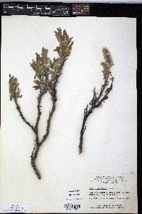 Salix richardsonii image