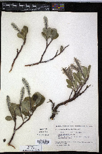 Salix arctica image