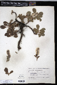 Salix arctica image