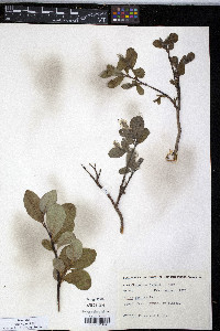 Salix arctica image