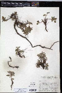 Salix arctica image