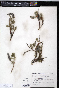 Salix chamissonis image