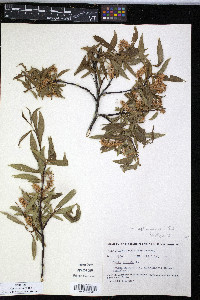 Salix arbusculoides image