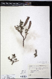 Salix arctophila image