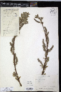 Salix argyrocarpa image