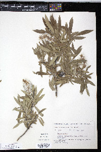 Salix glauca image