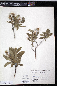 Salix glauca image