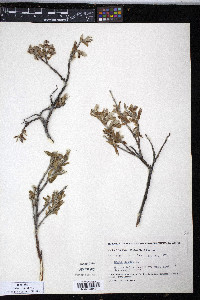 Salix glauca image