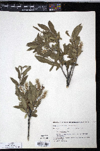 Salix glauca image