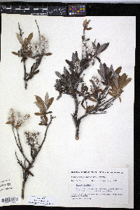 Salix glauca image