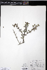 Discaria serratifolia image