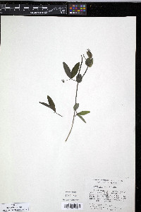 Image of Lathyrus magellanicus