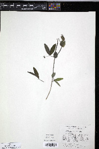 Lathyrus magellanicus image