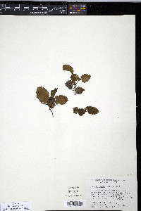 Rubus geoides image