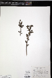 Ribes cucullatum image