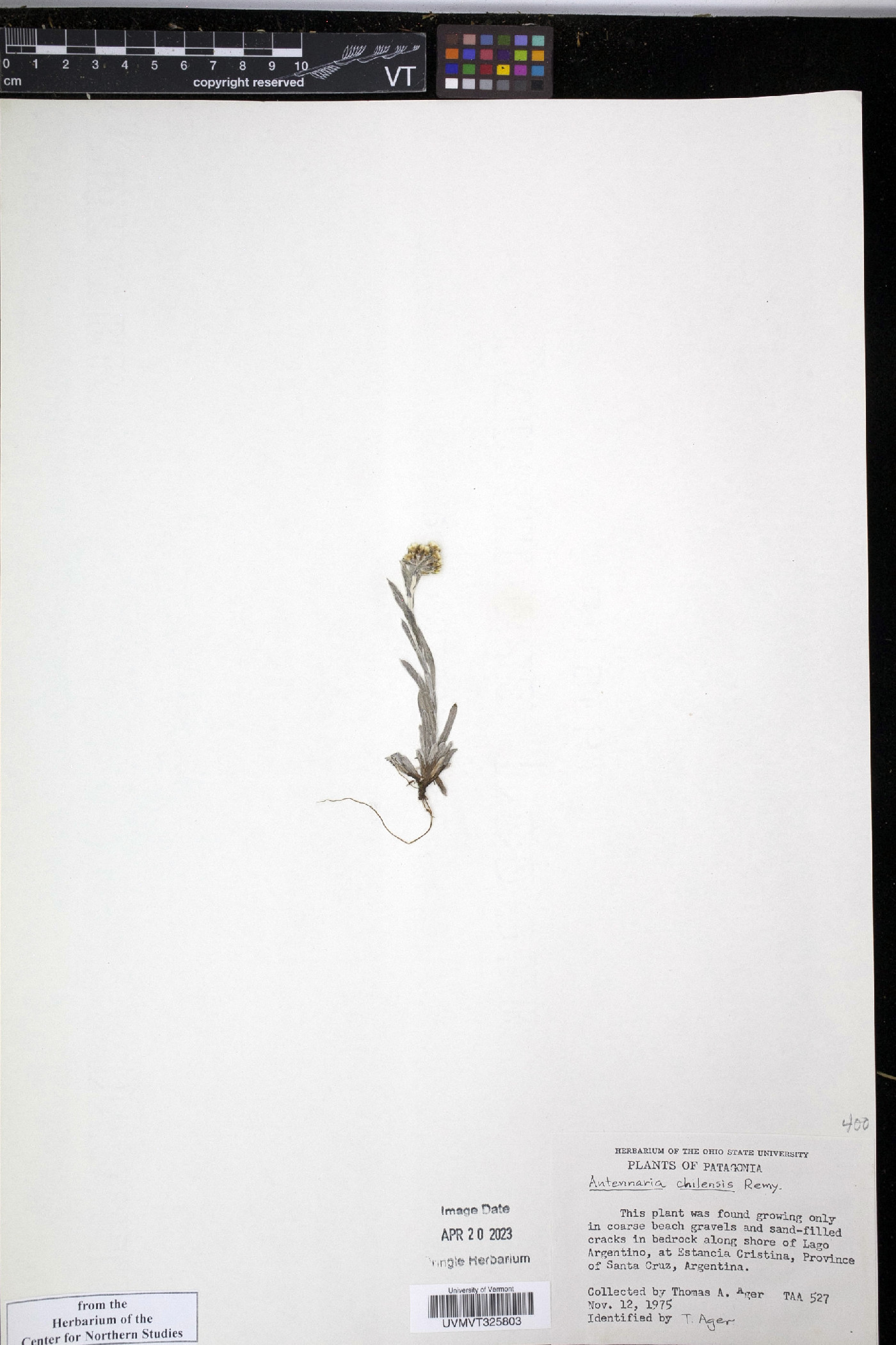 Antennaria chilensis image