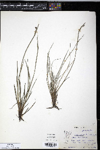 Sisyrinchium mucronatum image