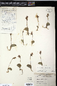 Amerorchis rotundifolia image