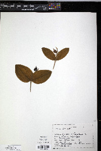 Cypripedium fasciculatum image