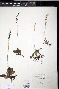 Goodyera tesselata image