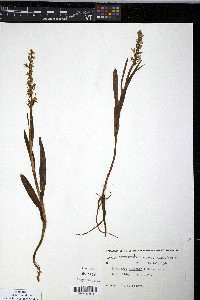 Platanthera dilatata image