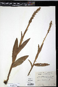 Platanthera hyperborea image