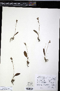 Platanthera obtusata image