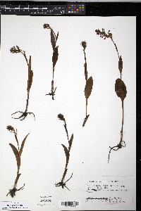 Platanthera psycodes image