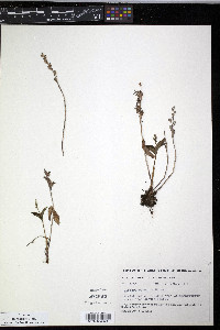 Listera borealis image