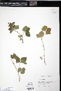 Rubus arcticus image