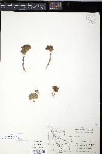 Rubus chamaemorus image