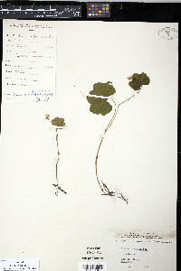 Rubus chamaemorus image