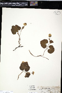 Rubus chamaemorus image