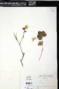 Rubus chamaemorus image