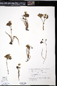Rubus chamaemorus image