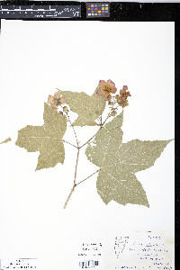 Rubus odoratus image