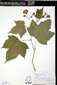 Rubus odoratus image