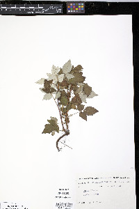 Rubus pubescens image