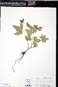 Rubus pubescens image