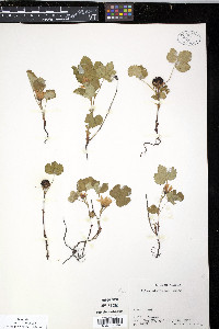 Rubus stellatus image