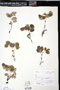 Rubus stellatus image