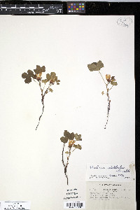 Rubus stellatus image