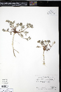 Potentilla bimundorum image