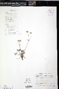 Potentilla nivea image