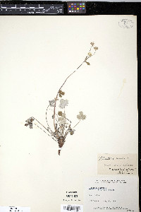 Potentilla nivea image