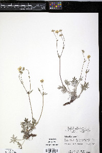 Potentilla nivea image