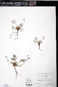 Potentilla pulchella image