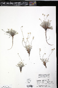 Potentilla pulchella image