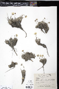 Potentilla vahliana image