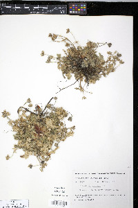 Potentilla villosa image